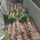 نخل واشنطن زينه