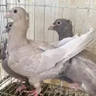 زاجل كاكي و براون