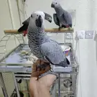 كاسكو عمر سبع شهور