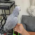 كاسكو العمر تسع شهور