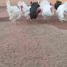 ديكه ودجاج