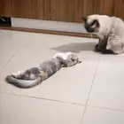 قطط