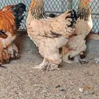 طقم براهما بوف