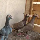 ثلاث حبات كارير