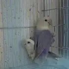 زوج روز مع فروخ