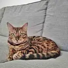 قط بنغال Bengal cat بصحة جيدة للتبني