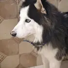 كلاب