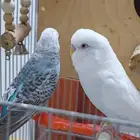 زوج بادجي