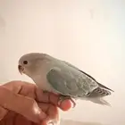 طيور روز لتيينو للبيع