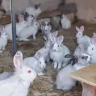 ارانب فرنسيه للبيع