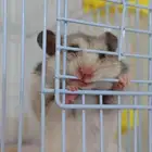 عندي ذكرين همستر
