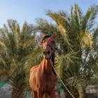 فرس شعبية للبيع