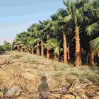 نخل واشنطونيا زينه درجه اولى نوصل جميع مناطق المملكة