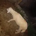 رخل للبيع الصحة طيبه ورعويه