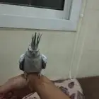 كروان هولندي
