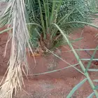 سكري القصيم للنخيل نقايل وفراخه