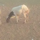 نعجه جدع مع رخل