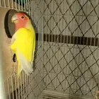 طيور روز وفروخ روز