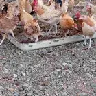 دجاج بلدي بياض
