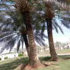 تكريب نخيل