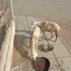 رخل وكبش للبيع العاجل لا يسوم إلا صامل والبيع قريب