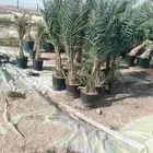 يوجد لدينا فروخ هنا قايل مضمونه وشغل ممتاز