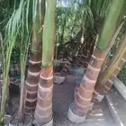 بيع شجرة نخل ملوكي خشب رخيص حبه 1500