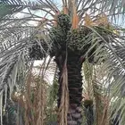 يوجد لدينا 4 000 نخله خلاص وسكري مزرعه للبيع الطمره وهذا الش