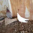 يلا اخوان بسم الله ما شاء الله يلا اخوان موجود جوز صنعاوي