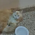 قطه اوقط ضايع
