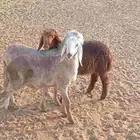 دواغير شرط وكبار طيبه