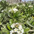 يوجد جميع نواع الشجار