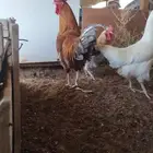 دجاج لوهمان