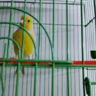 كناري ايطالي ذكر مغرد