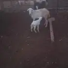 نعجه منتوج معها رخل سن ثني نعجه شرط ورايمه بنتها