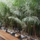 بيع شجرة نخل ملوكي جمله 50 فقط حبه 70