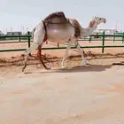 لقحة كفو