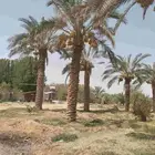 برحي