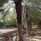 للتكريب النخيل