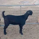 جفرات شاميات فاخره