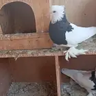 حمام ايراني