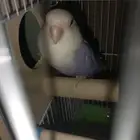 طير روز جوز للبيع