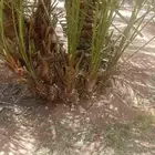 يوجد لدينا جميع انواع فروخ النحيل