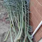 سعف اخضر للبيع