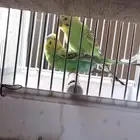جوز منتج بادجي بحاله ممتازه جدا عنده خمس بيضات
