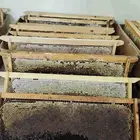عسل طلح بري انتاج مناحلنا 1447