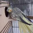 زوج كروان مع فرخ واحد تم البيع