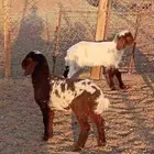 دواغير نعيم كبار