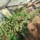 بيع شجرة جاتروفا رخيص جمله فقط عشرة