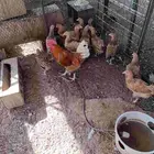 بشاير دجاج تركي فاخر